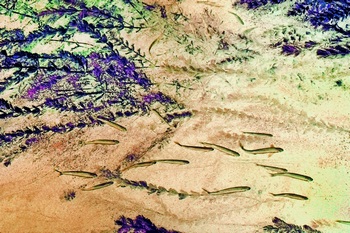 N 058K